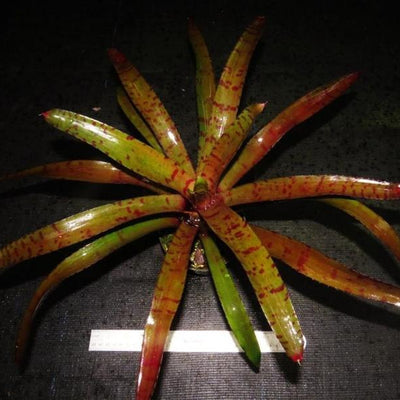 Neoregelia ('Hannibal Lecter' x ampullacea) x 'Blushing Tiger) | Bromeliad Paradise