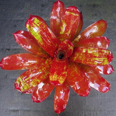 Neoregelia 'Hannibal Lecter' x 'Lambert's Pride' | Bromeliad Paradise