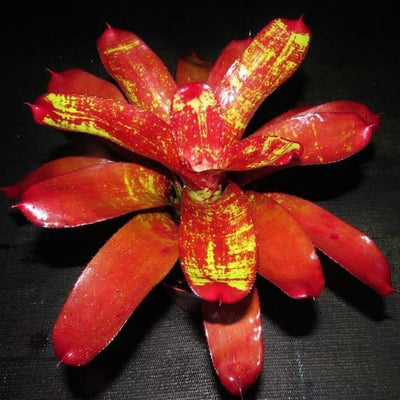 Neoregelia 'Hannibal Lecter' x 'Lambert's Pride' | Bromeliad Paradise
