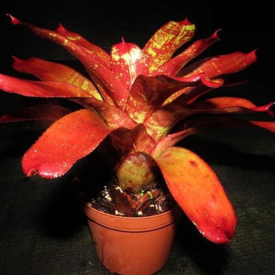 Neoregelia 'Hannibal Lecter' x 'Lambert's Pride' | Bromeliad Paradise