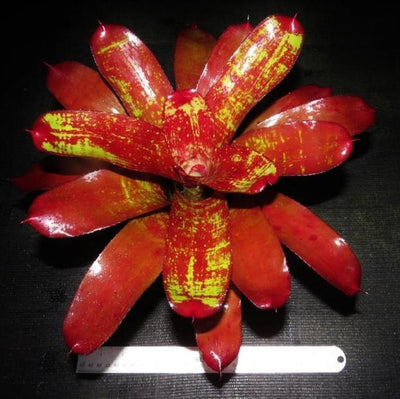 Neoregelia 'Hannibal Lecter' x 'Lambert's Pride' | Bromeliad Paradise