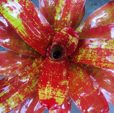 Neoregelia 'Hannibal Lecter' x 'Lambert's Pride' | Bromeliad Paradise