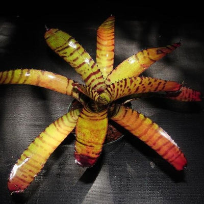 Neoregelia ('Hannibal Lecter x 'Norman Bates') x 'Norman Bates' | Bromeliad Paradise