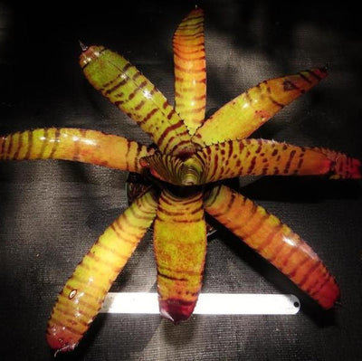 Neoregelia ('Hannibal Lecter x 'Norman Bates') x 'Norman Bates' | Bromeliad Paradise