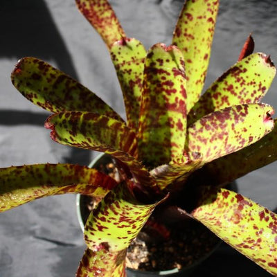 Neoregelia 'Hannibal Lecter' X smithii | Bromeliad Paradise