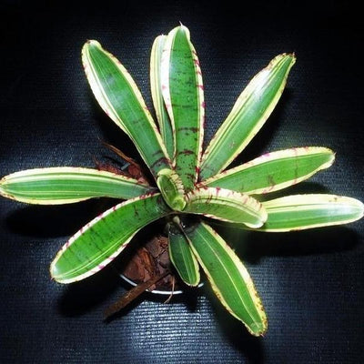 Neoregelia 'Harpo' | Bromeliad Paradise