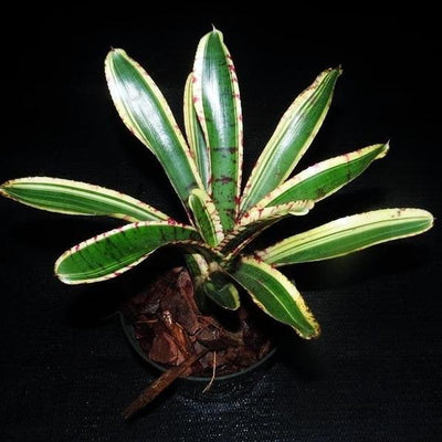 Neoregelia 'Harpo' | Bromeliad Paradise