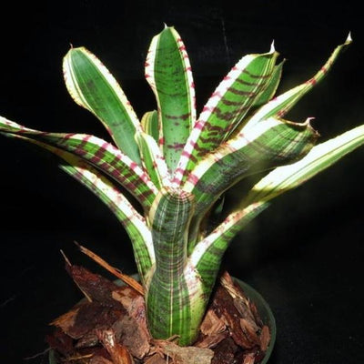 Neoregelia 'Harpo' | Bromeliad Paradise