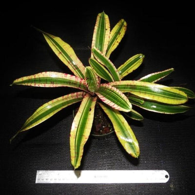 Neoregelia 'Harpo' | Bromeliad Paradise
