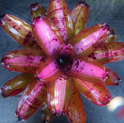 Neoregelia 'Heart of Darkness' | Bromeliad Paradise