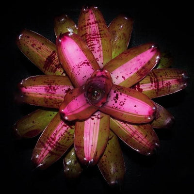 Neoregelia 'Heart of Darkness' | Bromeliad Paradise