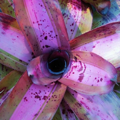 Neoregelia 'Heart of Darkness' | Bromeliad Paradise