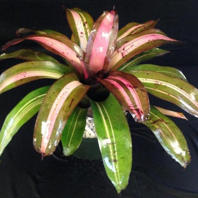 Neoregelia 'Heart of Darkness' | Bromeliad Paradise