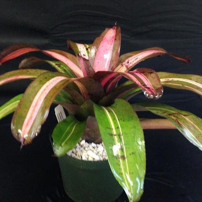 Neoregelia 'Heart of Darkness' | Bromeliad Paradise