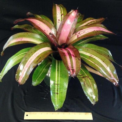 Neoregelia 'Heart of Darkness' | Bromeliad Paradise