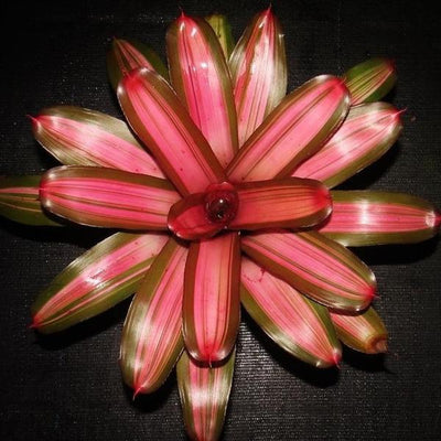 Neoregelia 'Imperfecta' | Bromeliad Paradise