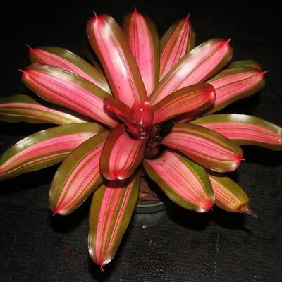 Neoregelia 'Imperfecta' | Bromeliad Paradise