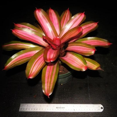 Neoregelia 'Imperfecta' | Bromeliad Paradise