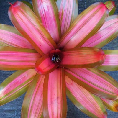 Neoregelia 'Imperfecta' | Bromeliad Paradise