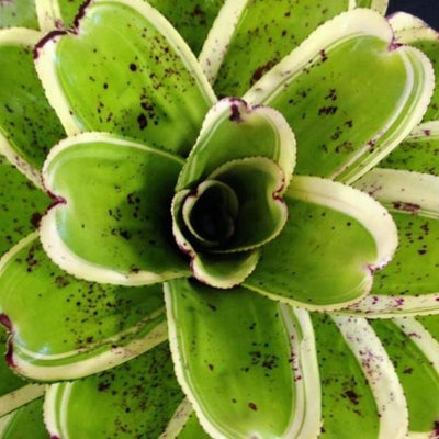 Neoregelia 'Ink Well' (Albo-Marginated) | Bromeliad Paradise