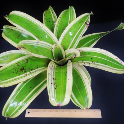 Neoregelia 'Ink Well' (Albo-Marginated) | Bromeliad Paradise