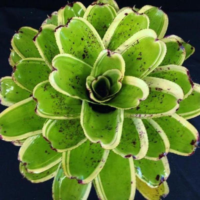 Neoregelia 'Ink Well' (Albo-Marginated) | Bromeliad Paradise