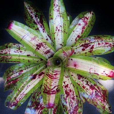Neoregelia 'Ink Well' (Variegated) | Bromeliad Paradise