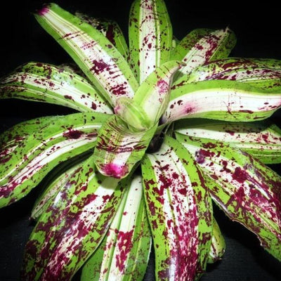 Neoregelia 'Ink Well' (Variegated) | Bromeliad Paradise