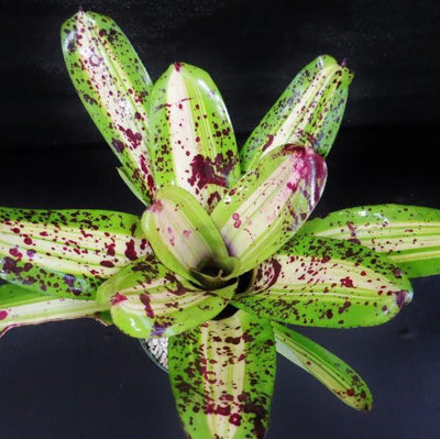 Neoregelia 'Ink Well' (Variegated) | Bromeliad Paradise