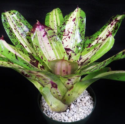 Neoregelia 'Ink Well' (Variegated) | Bromeliad Paradise