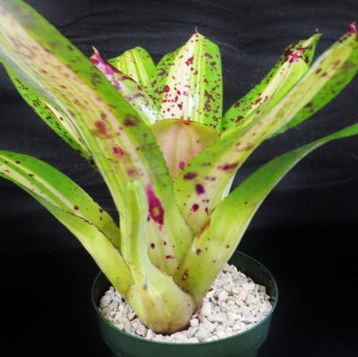 Neoregelia 'Ink Well' (Variegated) | Bromeliad Paradise