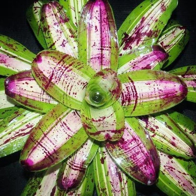 Neoregelia 'Ink Well' (Variegated) | Bromeliad Paradise