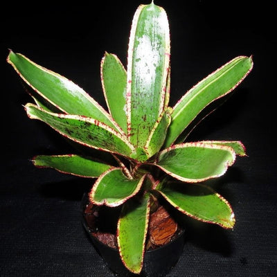 Neoregelia 'Irazu' | Bromeliad Paradise