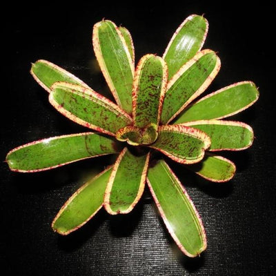 Neoregelia 'Irazu' | Bromeliad Paradise
