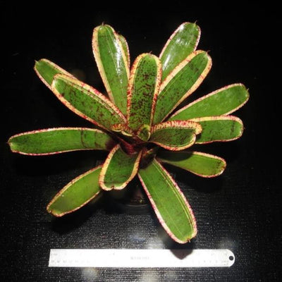 Neoregelia 'Irazu' | Bromeliad Paradise