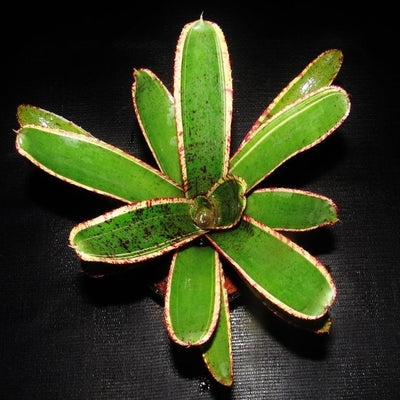 Neoregelia 'Irazu' | Bromeliad Paradise