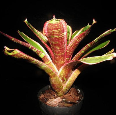 Neoregelia 'Irazu' | Bromeliad Paradise