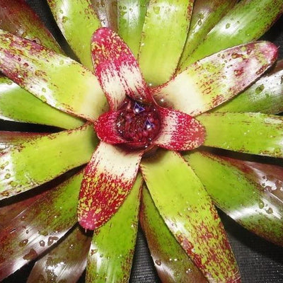 Neoregelia 'Island Sunset' | Bromeliad Paradise