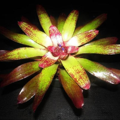 Neoregelia 'Island Sunset' | Bromeliad Paradise