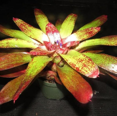 Neoregelia 'Island Sunset' | Bromeliad Paradise