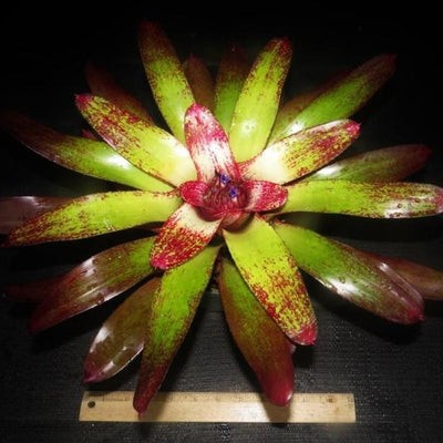 Neoregelia 'Island Sunset' | Bromeliad Paradise
