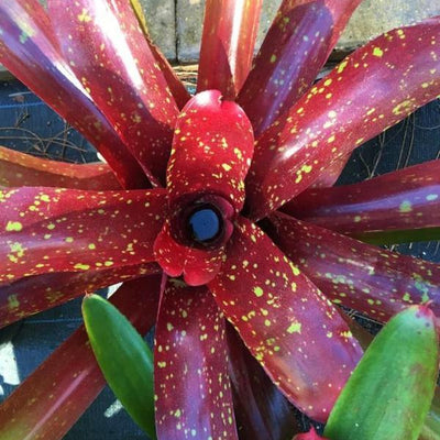 Neoregelia 'Jack of Diamonds' | Bromeliad Paradise