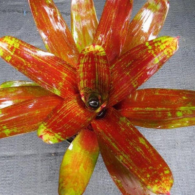 Neoregelia 'Jewelery Shop' | Bromeliad Paradise