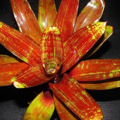Neoregelia 'Jewelery Shop' | Bromeliad Paradise