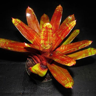 Neoregelia 'Jewelery Shop' | Bromeliad Paradise