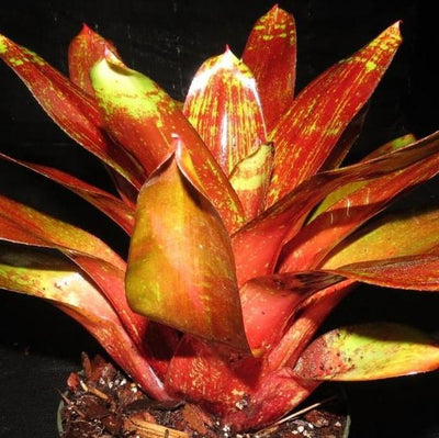 Neoregelia 'Jewelery Shop' | Bromeliad Paradise