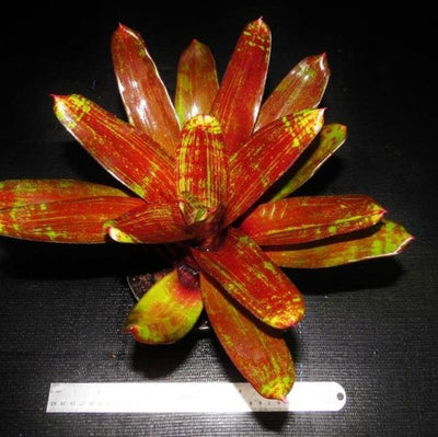 Neoregelia 'Jewelery Shop' | Bromeliad Paradise