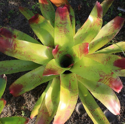 Neoregelia johannis | Bromeliad Paradise