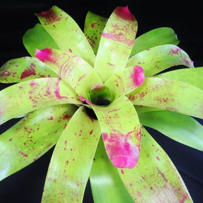 Neoregelia johannis | Bromeliad Paradise