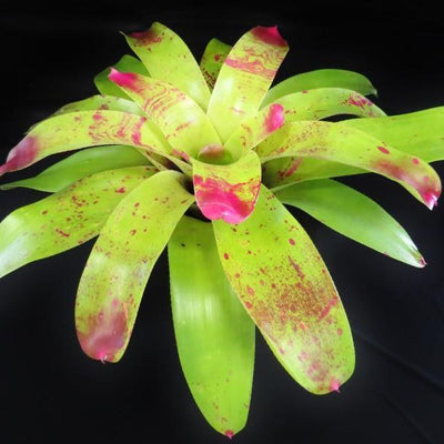 Neoregelia johannis | Bromeliad Paradise